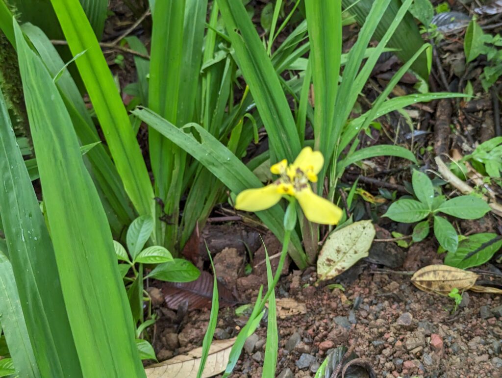 Yellow Walking Iris