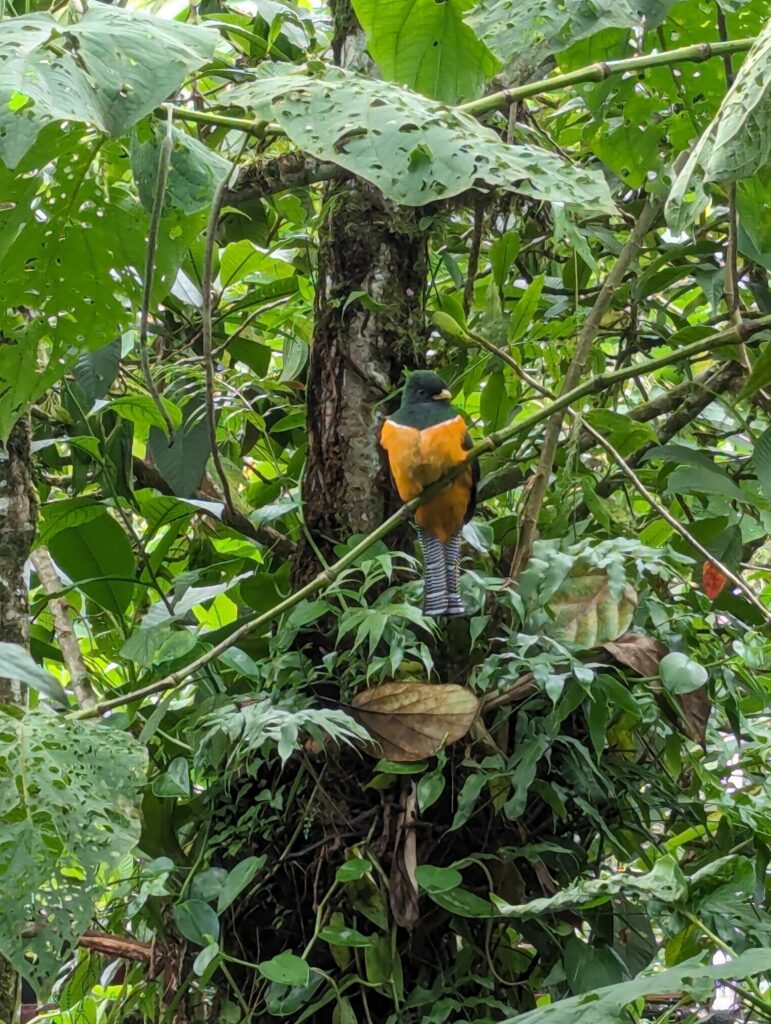 Trogon, Costa Rica