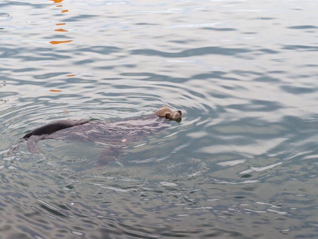 Sea lion, Cabo San Lucas